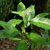 Rauvolfia serpentina (L.) Benth. ex Kurz
